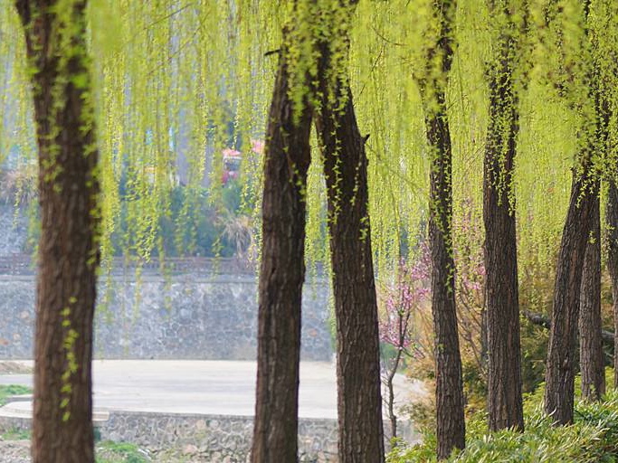 来自抗“疫”一线的心灵感悟⑦|春的美好