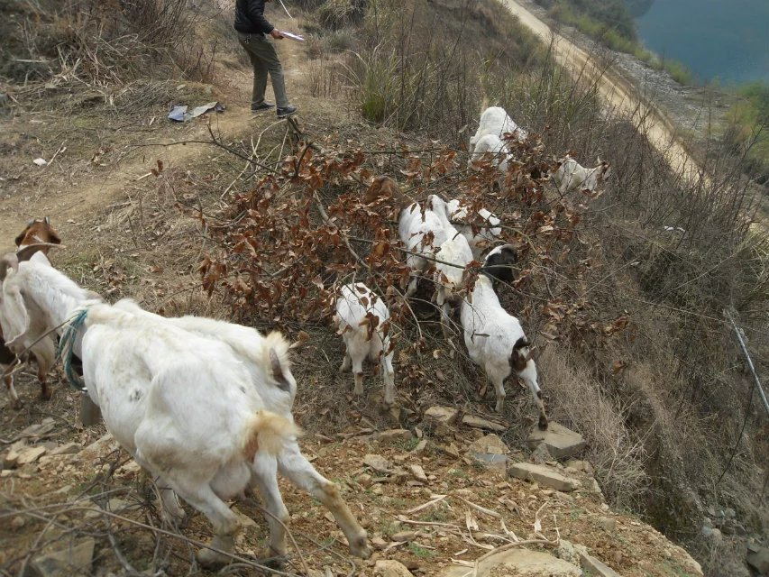 7、天苍苍，野茫茫， 风吹草低见牛羊。.jpg