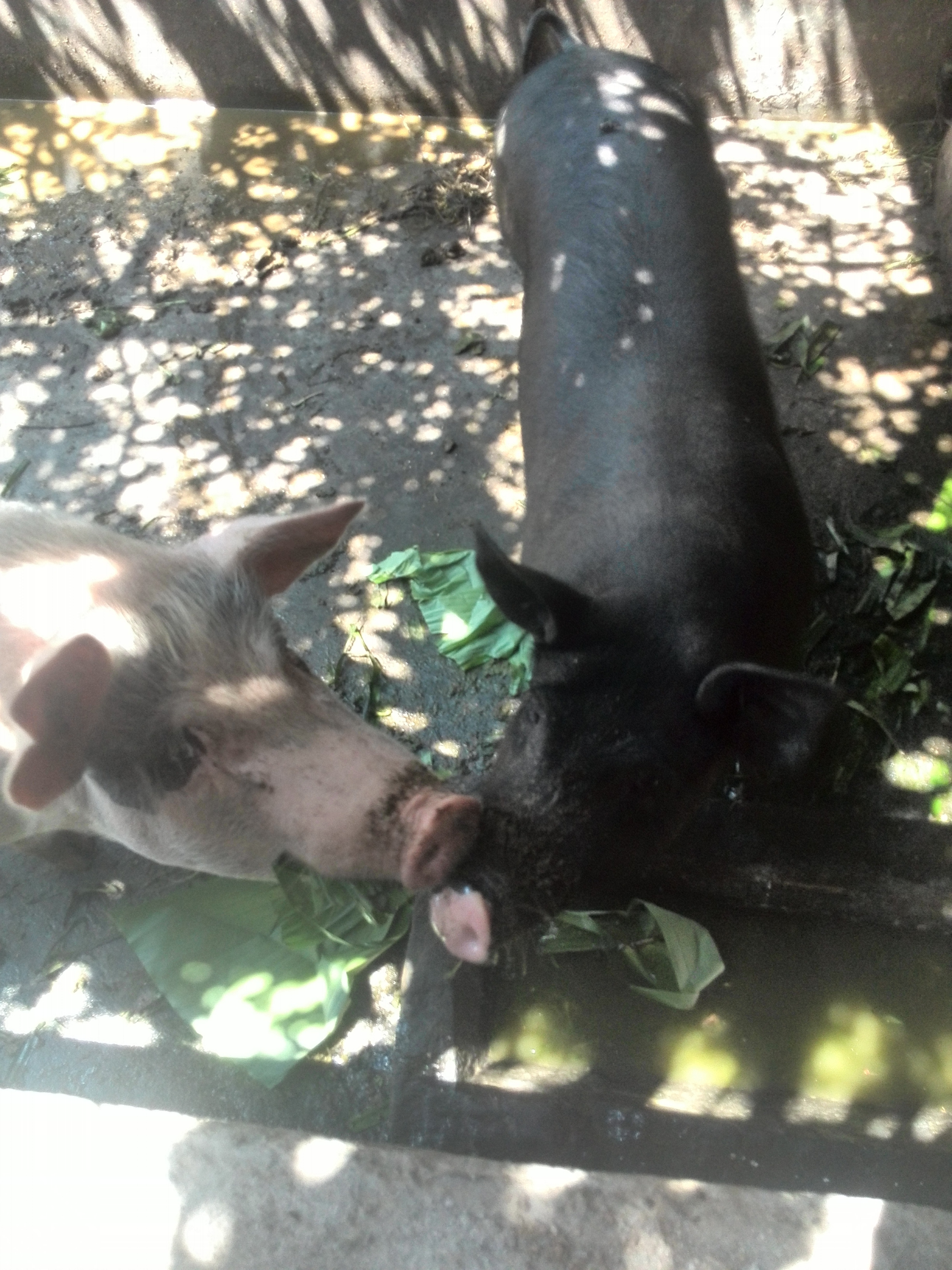 10.光天化日，两个畜牲，和和美美。右边，那个黑猪，瘦肉鲜嫩、肥肉不腻、猪皮香脆、口感糯香。但黑猪已濒临消失，是我县前景