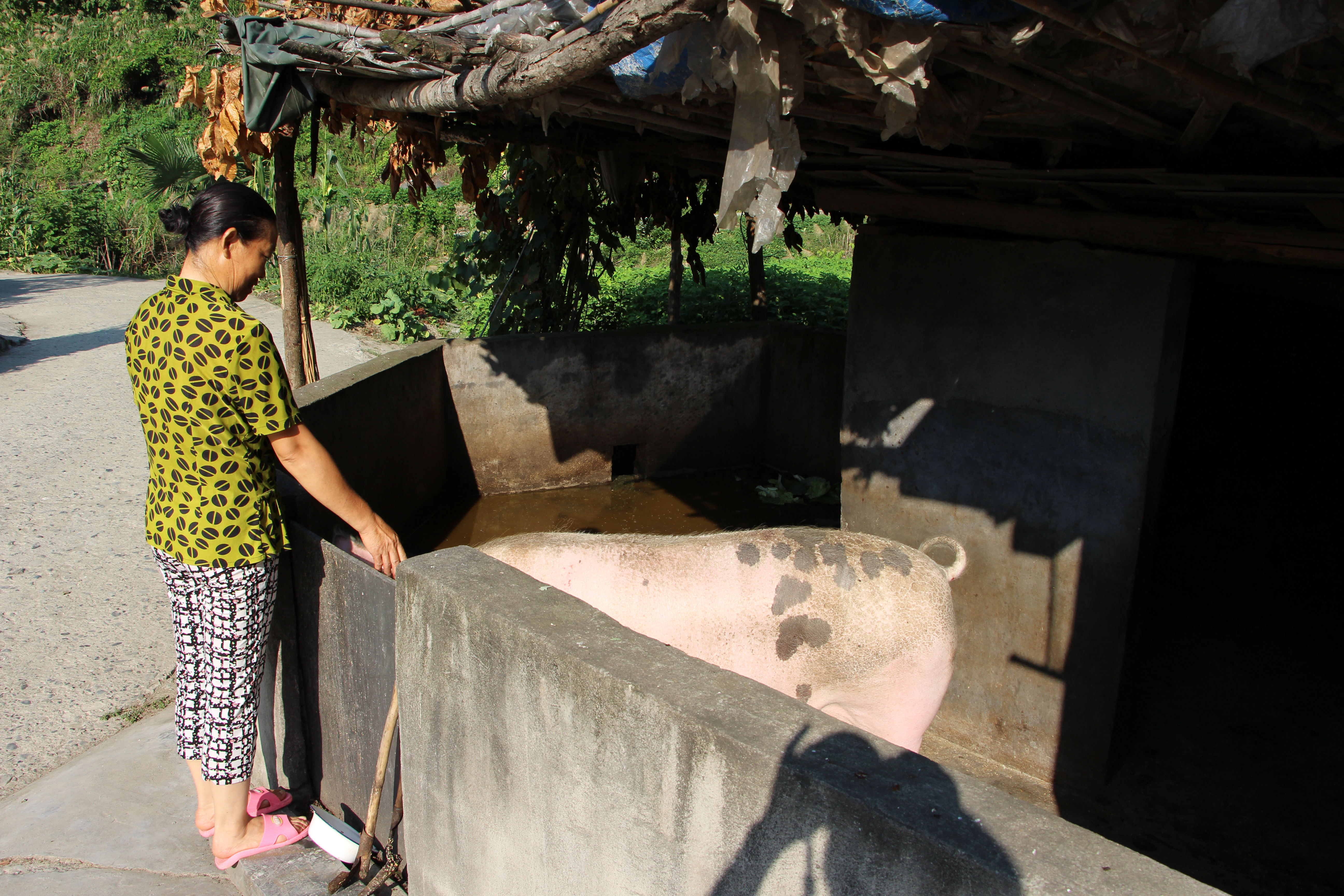 17.登高村青石沟，家家户户爱整洁。听村书记汤维阳说：这儿的村民，砍柴掉落在院坝的树叶也立即用手拈起。瞧！这位村妇的猪圈