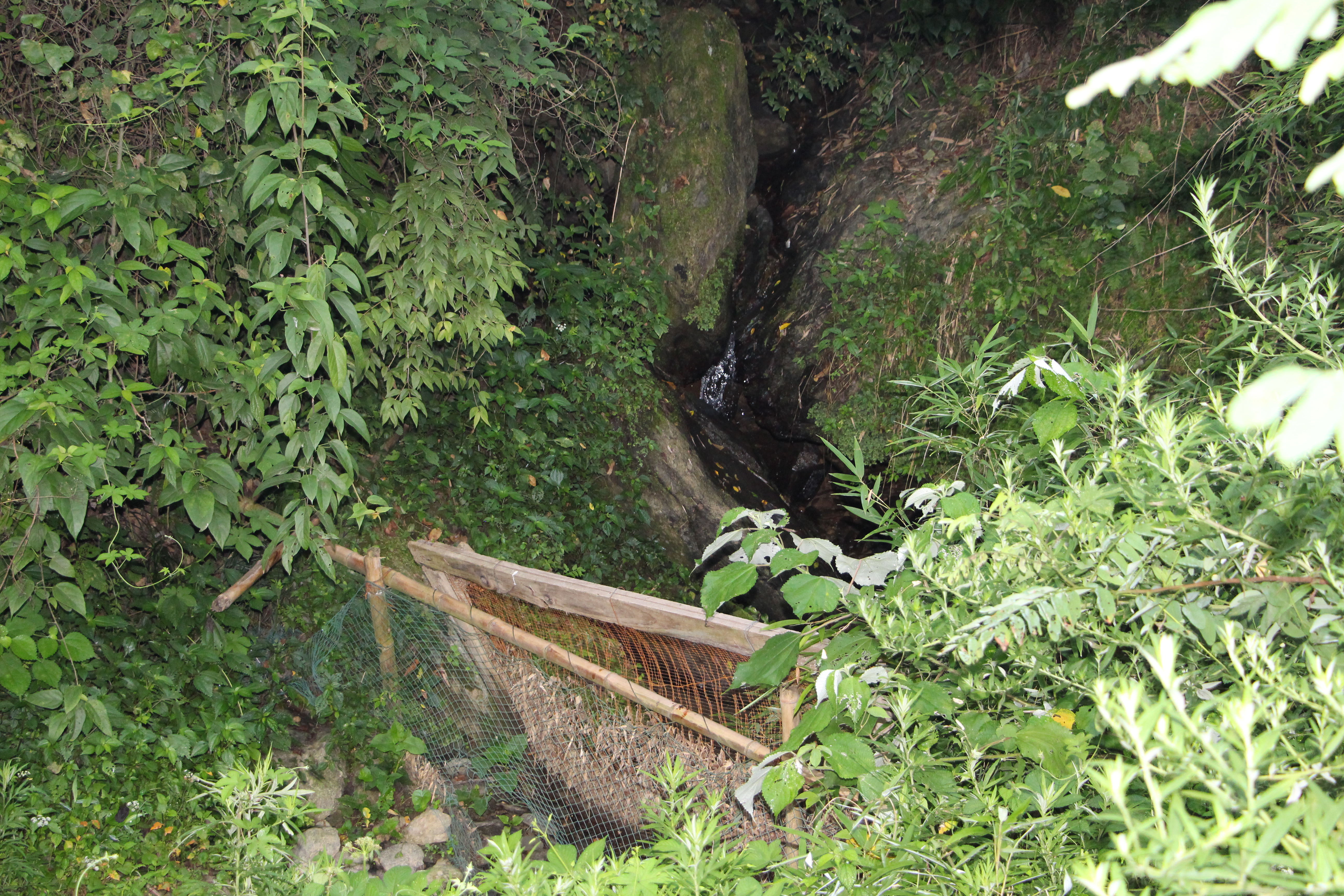 12.山上的树林里，小水沟沟儿，清冷缓流，沁人心脾，这儿的土鱼娃子，长得慢，个头小，像圆棍棍儿，一筒筒儿肉，营养沉积充分