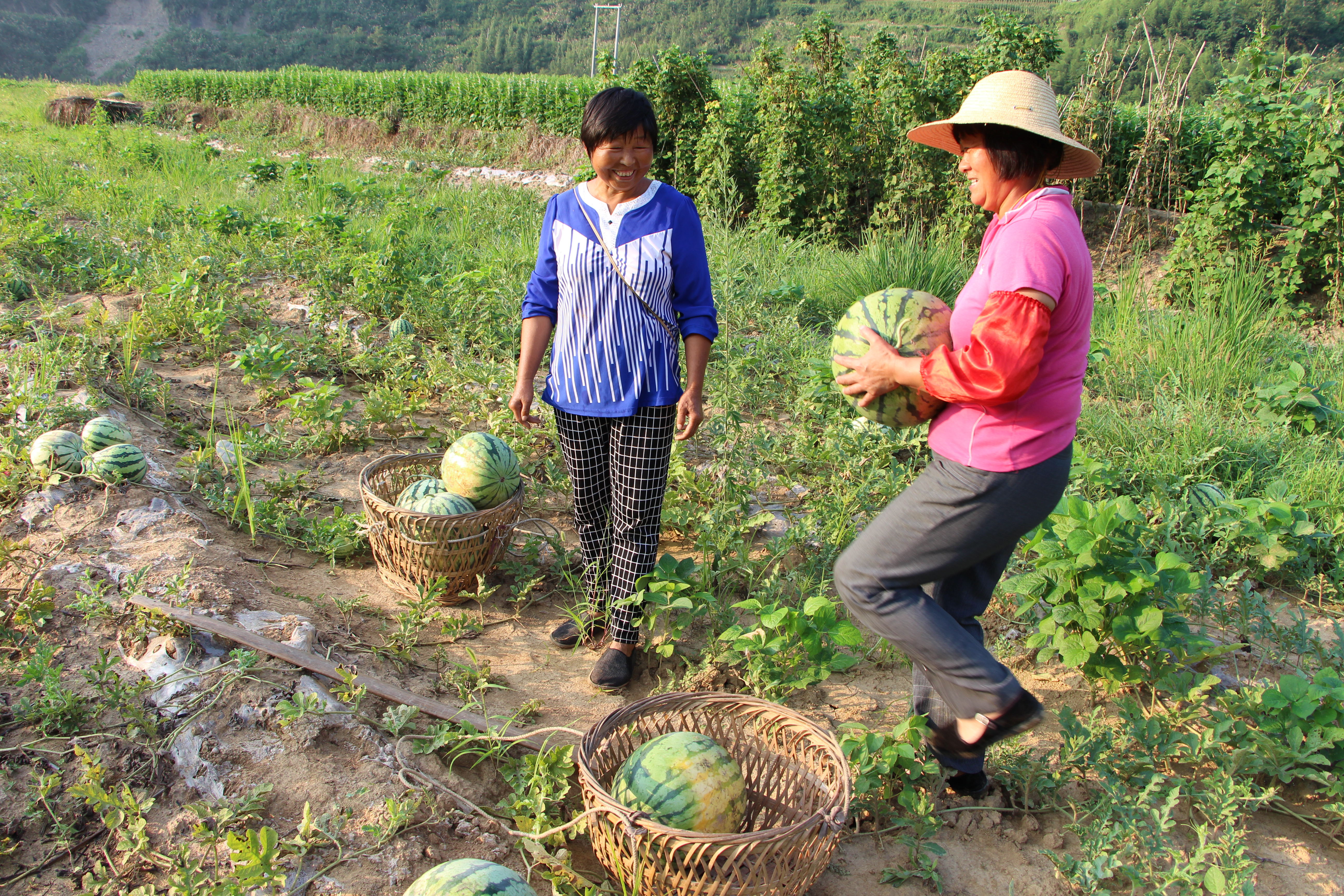 14.种瓜得瓜，种豆得豆。今年天干，雨水不好，西瓜减产，但10多斤、20多斤的遍地。这片西瓜地，靠近河边，潮沙泥，有15