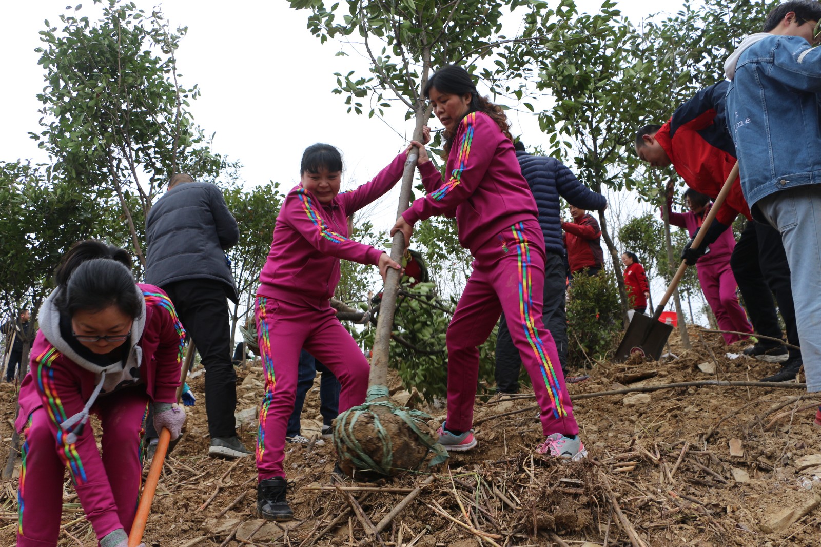 县中医院志愿者开展义务植树活动