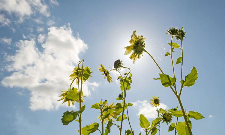 来自抗“疫”一线的心灵感悟13|苔花如小米，也学牡丹开