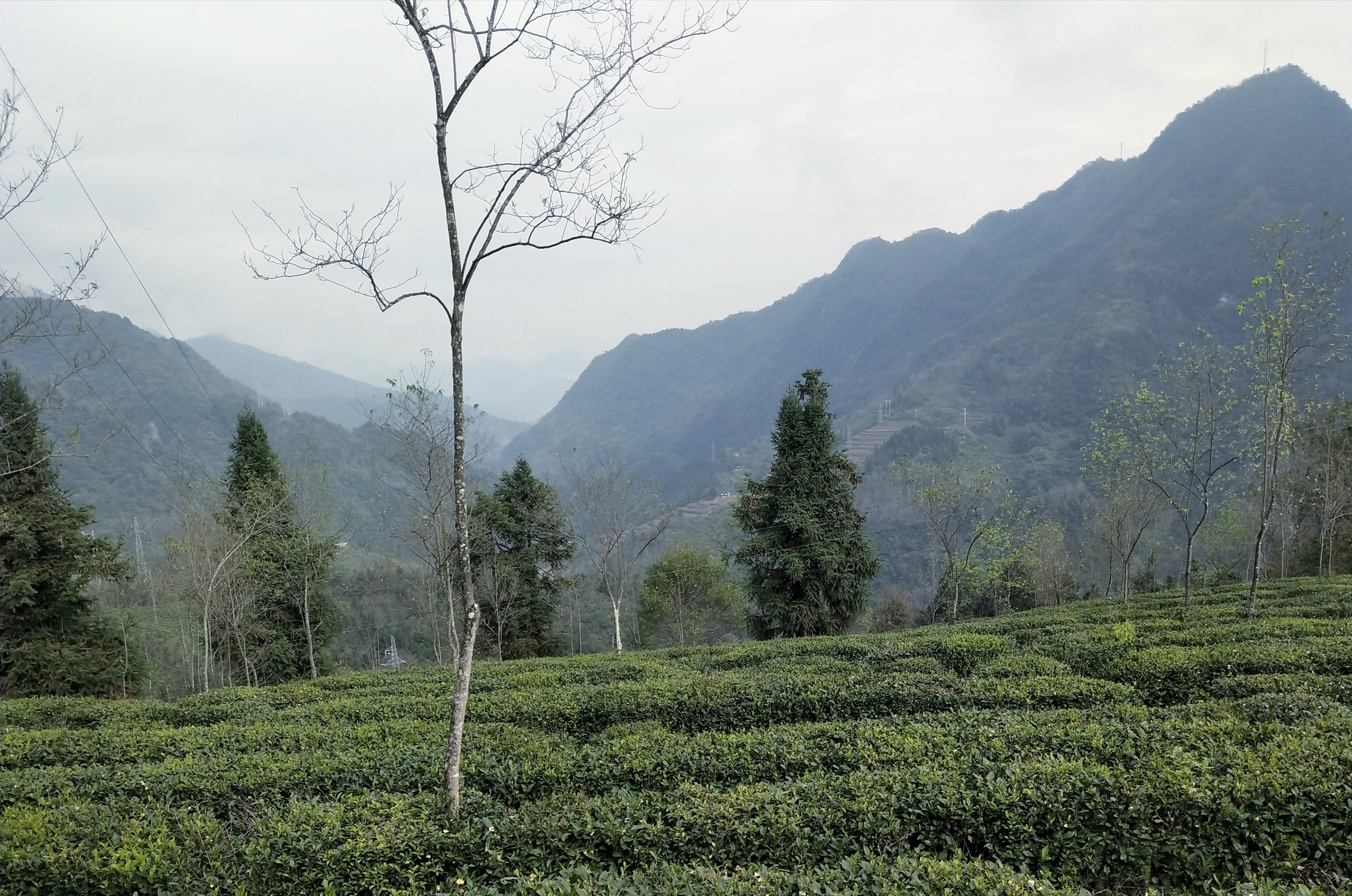 茶产业助推乡村振兴